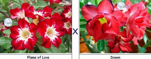 (image for) Adenium Seeds Flame of Love X Doxon (5 Per Pack)
